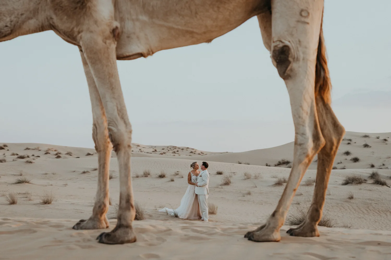 Liesel & Tim Dubai Camel Trash The Dress Shoot, photography by Sharyn Hodges