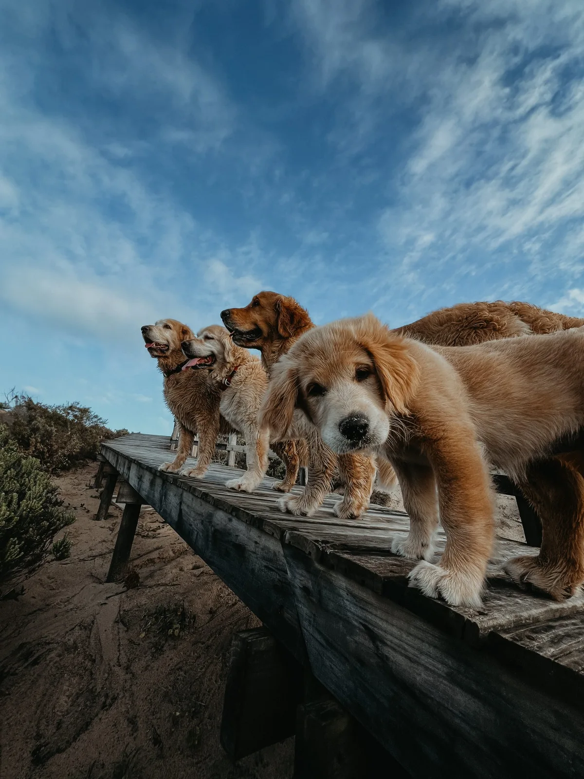 The Nordic Vows pack enjoying an outdoor adventure